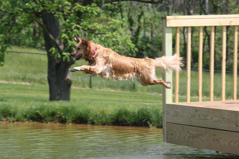 Dog jumping off a dock into a pond