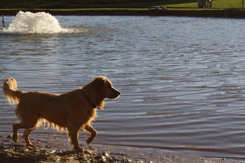 A Dog standing at the edge of a pond with a fountain