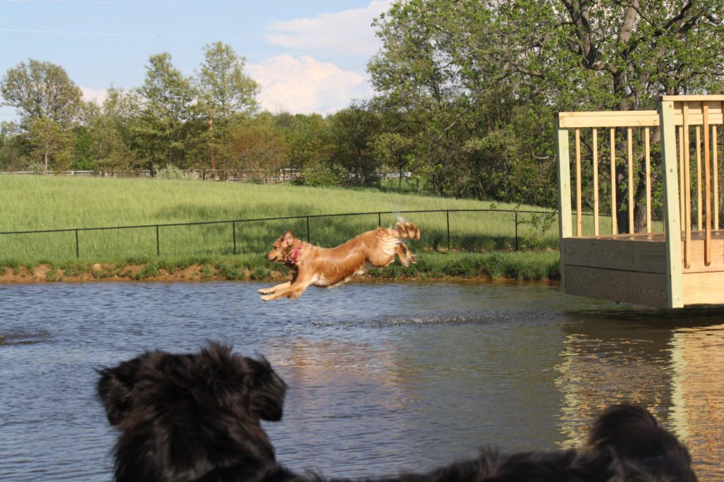 Dog Jumping in the Pond